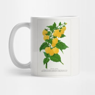 Golden Queen Raspberry Lithograph (1900) Mug